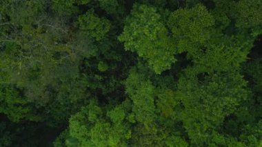 Top down panning footage of deciduous trees in forest. Green foliage on grown trees in wild nature. La Fortuna, Costa Rica.