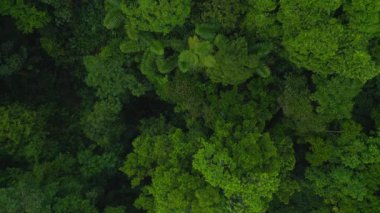 Tropikal ormandaki yemyeşil ağaçların üzerinde uç. Vahşi doğanın kuş bakışı görüntüsü. La Fortuna, Kosta Rika.