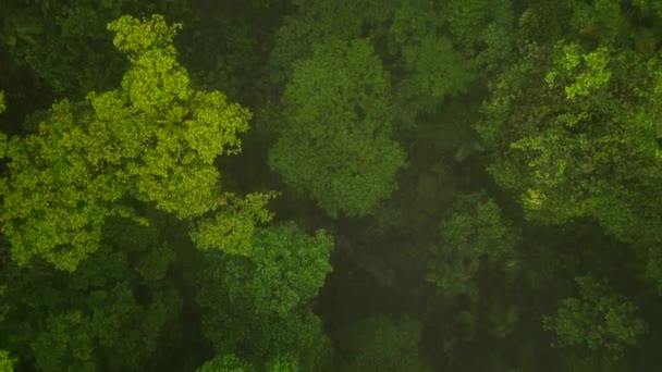 Top Panning Footage Green Trees Tropical Rain Forest Fly Wild — Stock Video