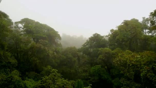 안개낀 날씨에 의나무들 사이를 날아다니는 놀라운 장면들 코스타리카 포투나 — 비디오
