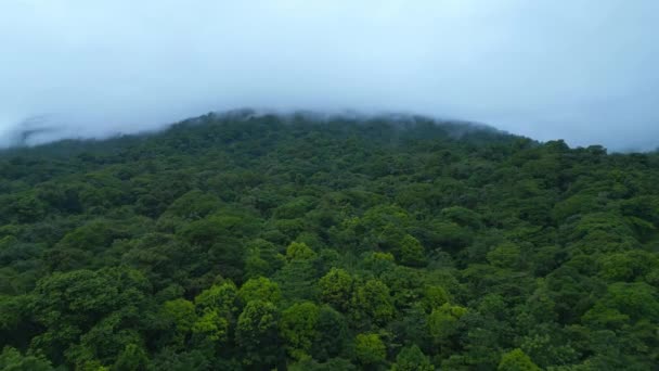 포워드는 야생의 다닙니다 열대림 과낮은 배경을 이루고 코스타리카 포투나 — 비디오