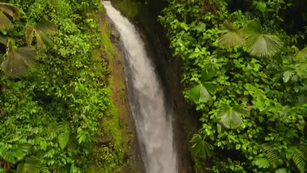 苔で覆われた岩の上を流れる小川の詳細な映像 熱帯雨林の植生に水が飛び散る コスタリカのラ フォルトゥナ — ストック動画