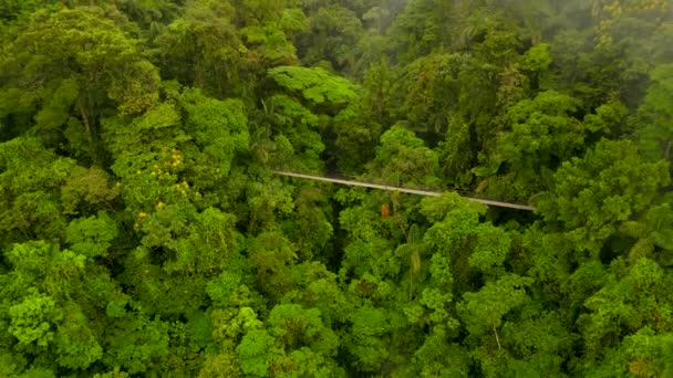 Breath Taking Aerial View Lush Green Trees Vegetation Tropical Rain — Stock video