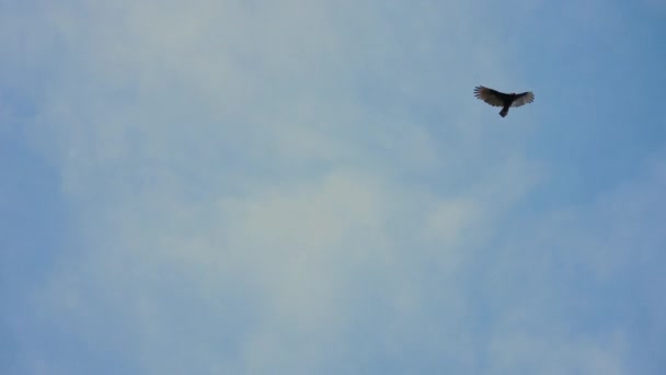 Low Angle Bird Gliding Outstretched Wings Sky Predator Circling Area — Stock Video