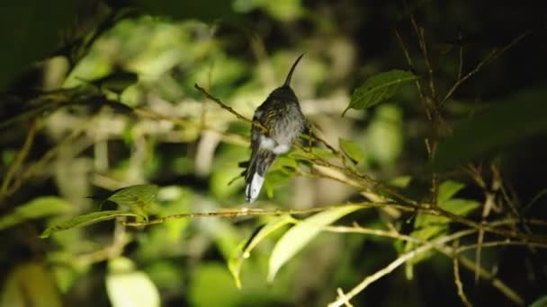 밤에는 벌새가 가지에 전등을 비추고 코스타리카의 동물들을 관찰하는 — 비디오