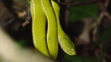 Yeşil engerek fenerle besleniyor. Yan çizgili Palm Viper, Bothriechis lateralis. Vahşi doğada, Kosta Rika 'da hayvanları izlemek.