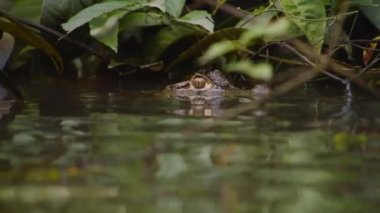 Kayman başı suyun üstünde çevreyi izliyor ve avını bekliyor. Vahşi doğada, Kosta Rika 'da hayvanları izlemek.