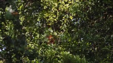 Maymun tropikal yağmur ormanlarında ağaç dallarına tırmanıyor. Vahşi doğada, Kosta Rika 'da hayvanları izlemek.