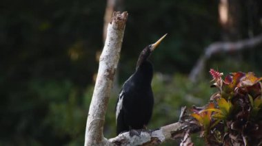 Uzun boyunlu siyah su kuşu dalda oturuyor. Anhinga, bulanık doğa geçmişine karşı. Vahşi doğada, Kosta Rika 'da hayvanları izlemek.