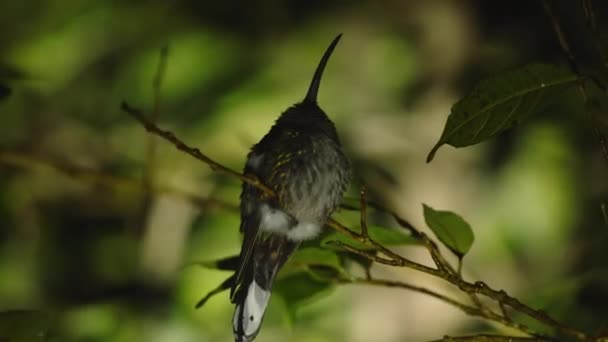 长尖嘴的小鸟坐在树枝上的详细镜头 蜂鸟对模糊的自然背景的选择性聚焦 在哥斯达黎加野生动物保护区观看动物 — 图库视频影像