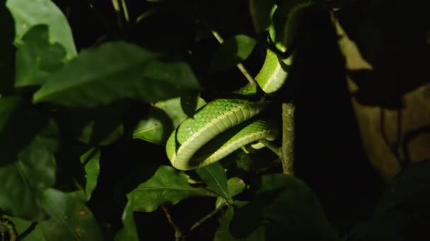 緑の葉を持つ植物上の緑の側の縞模様のヤシのピトビア 野生動物の動物を見る コスタリカ — ストック動画