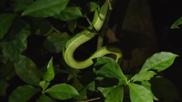 Green Snake Moving Green Vegetation Illuminated Flashlight Side Striped Palm — Stock Video