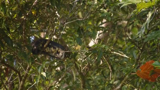 Serpente Relaxante Ramos Árvore Caduca Réptil Enrolado Bola Assistir Animais — Vídeo de Stock