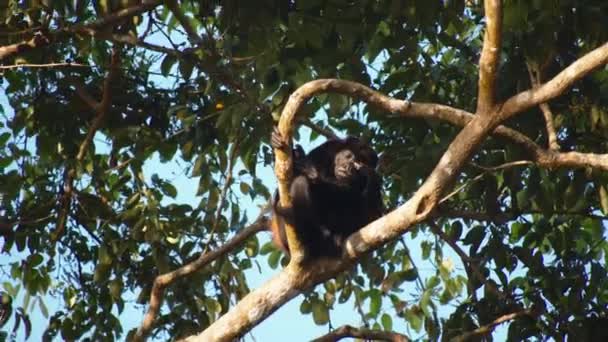 원숭이는 왕관을 쓰다듬었다 코스타리카의 동물들을 관찰하는 — 비디오