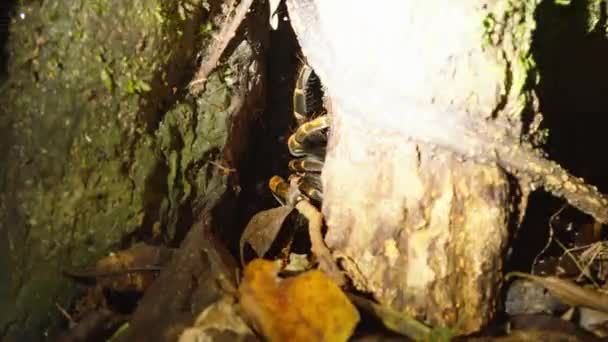 Gran Araña Escondite Tronco Del Árbol Piernas Peludas Gruesas Observando — Vídeos de Stock