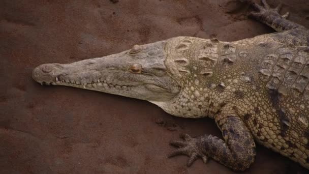 Detal Głowy Krokodyla Drapieżne Zwierzę Szorstką Skórą Leżące Piasku Oglądanie — Wideo stockowe