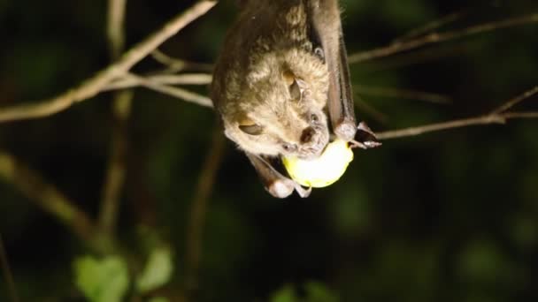 Mały Nietoperz Jedzący Świeże Owoce Ciemna Nocna Scena Oświetlona Latarką — Wideo stockowe