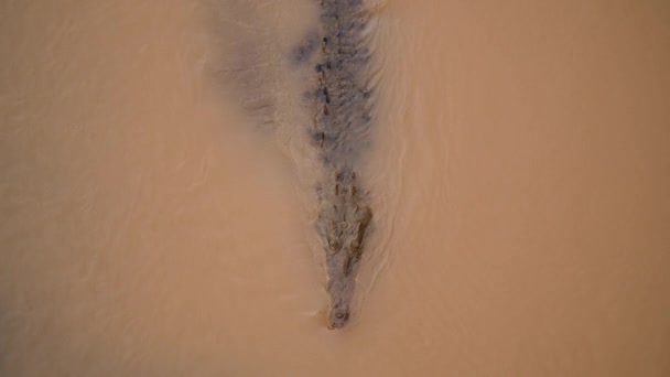 Zrzut Krokodyla Góry Powierzchnię Wody Drapieżnik Strumieniu Błotnistej Wody Oglądanie — Wideo stockowe