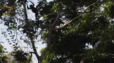 Tropikal ormanda uzun ağaçların dallarında zıplayan çevik maymunun alçak açılı görüntüsü. Vahşi doğada, Kosta Rika 'da hayvanları izlemek.