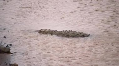 Nehir kıyısında dalgalı sığ sularda yatan büyük timsah. Vahşi doğada, Kosta Rika 'da hayvanları izlemek.