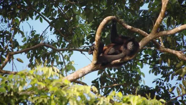Maymun Ağacın Yüksek Dallarında Dinleniyor Doğal Ortamda Uluyan Maymun Vahşi — Stok video