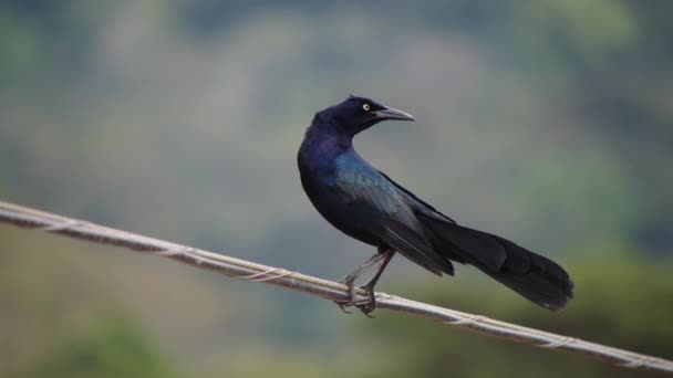 막대기에 주위를 봅니다 데대해 불평하라 코스타리카의 동물들을 관찰하는 — 비디오