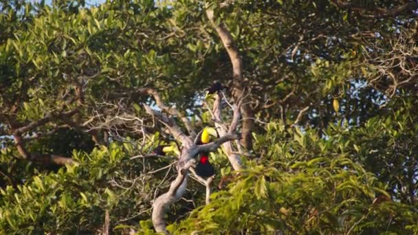 一群凯尔人在树梢上装了些玉米片 在哥斯达黎加野生动物保护区观看动物 — 图库视频影像