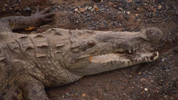 Prehistoric Reptile Species Has Survived Present Day Detail Crocodile Head — Stock Video