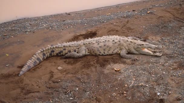 Beautiful Specimen American Crocodile Resting Sandy Bank Water Watching Animals — Stock Video