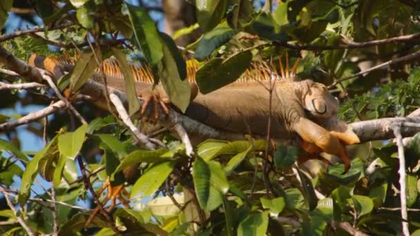 Чудовий Зразок Ігуани Лежить Тропічному Дереві Гріючись Під Час Пополудневого — стокове відео