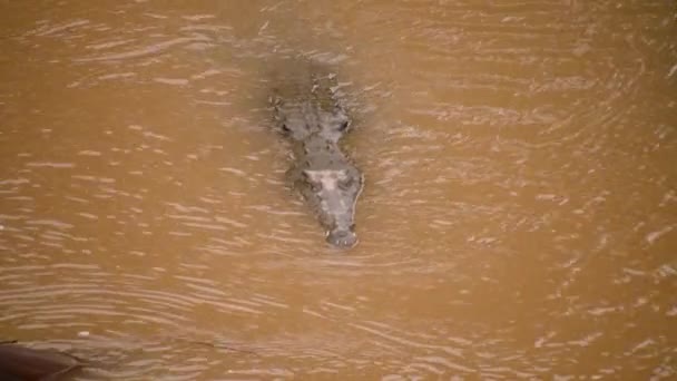 褐色の水の中で泳いでいる大きくて危険な捕食者 湖の中にラフとスパイシーな肌を持つアメリカのワニ 野生動物の動物を見る コスタリカ — ストック動画