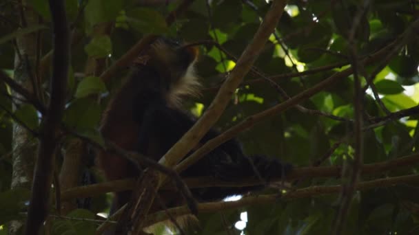 Małpa Siedząca Gałęzi Drzewa Cieniu Wspinaczka Koronie Drzew Tropikalnym Lesie — Wideo stockowe