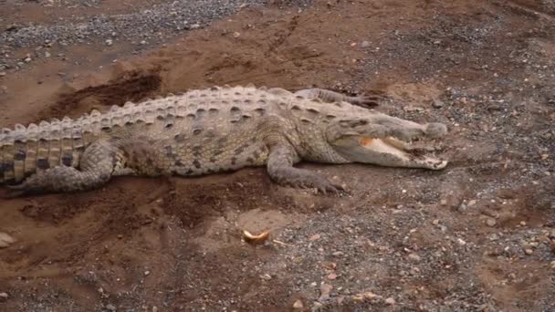 Stor Krokodil Med Massiv Kropp Och Grov Hud Stranden Titta — Stockvideo