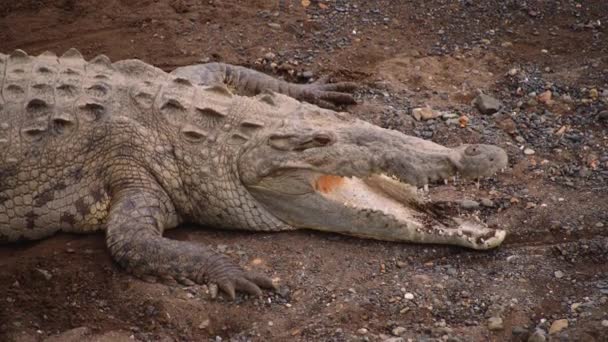 Vista Perto Crocodilo Com Boca Aberta Deitada Chão Cascalho Observando — Vídeo de Stock