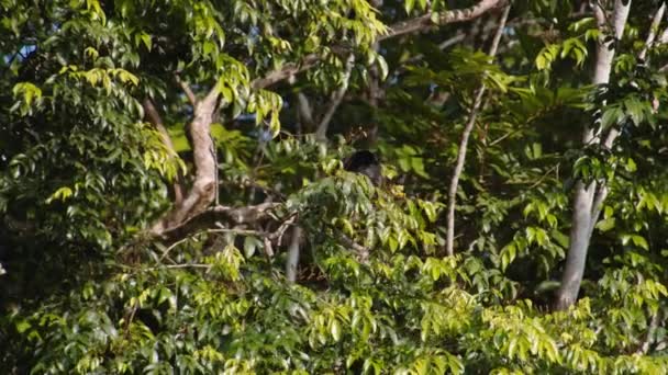 热带森林中的植物和植物 茂密的植被和树冠上的猴子 在哥斯达黎加野生动物保护区观看动物 — 图库视频影像