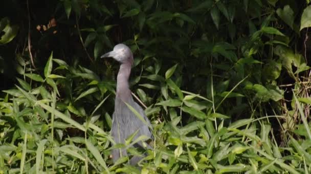 Long Necked Bird Lush Green Dense Vegetation Tropical Forest Watching — Stock Video