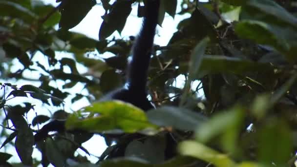 Dense Green Vegetation Forest Monkey Swinging Tail Tree Branch Watching — Stock Video