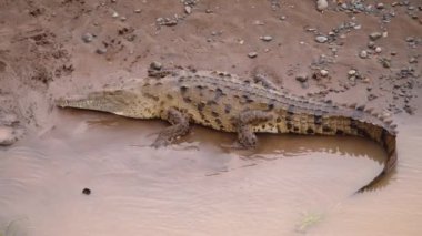 Nehir kıyısındaki yırtıcı hayvan. Suda yatan uzun ve büyük kuyruklu büyük timsah. Vahşi doğada, Kosta Rika 'da hayvanları izlemek.