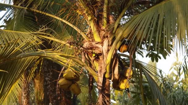 Tropikalna Roślinność Oświetlona Słońcem Złotej Godzinie Palma Kokosowa Długimi Liśćmi — Wideo stockowe