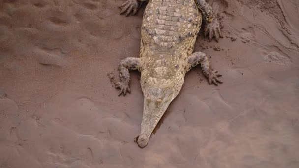 Rovdjuret Kopplar Flodstranden Hög Vinkel Syn Amerikansk Krokodil Ligger Sand — Stockvideo