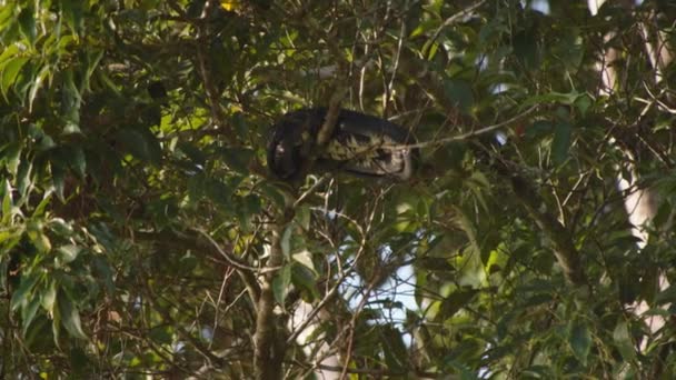 长长的蛇蜷缩在树冠上 热带森林里的动物在哥斯达黎加野生动物保护区观看动物 — 图库视频影像
