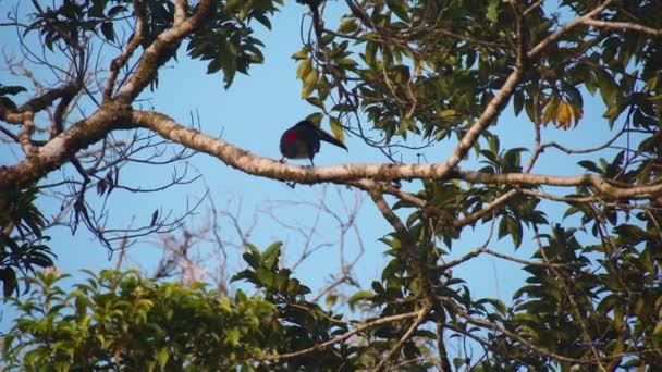 Uzun Gagalı Kuşun Ağaç Dalının Tepesinde Oturduğu Alçak Açılı Görüntü — Stok video