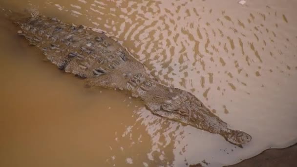 Farlig Reptil Avkopplande Lätt Porlande Grunt Vatten Nära Flodstranden Krokodil — Stockvideo