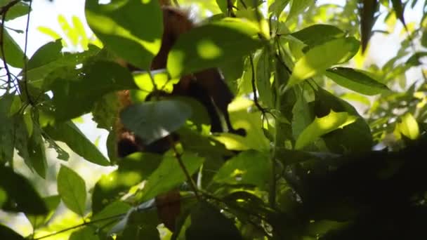 Malpa Monkey Using Its Prehensile Tail Hanging Tree Branch Watching — Stock Video