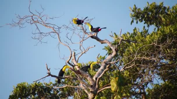 Visão Ângulo Baixo Grupo Tucanos Faturados Keel Ramphastos Sulfuratus Ramo — Vídeo de Stock