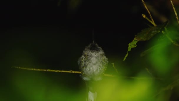 Маленький Пухнастий Птах Сидить Тонкій Гілочці Розмите Зелене Листя Передньому — стокове відео
