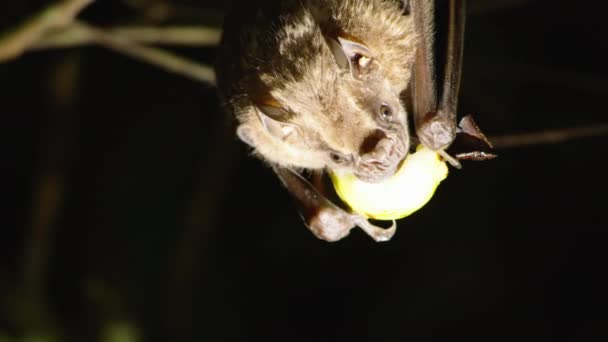 박쥐는 거꾸로 매달려 과일을 먹습니다 동물의 코스타리카의 동물들을 관찰하는 — 비디오