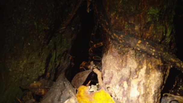 Büyük Örümceğin Saklanma Yerinin Gece Görüntüleri Odunların Arasındaki Boşluk Fenerle — Stok video