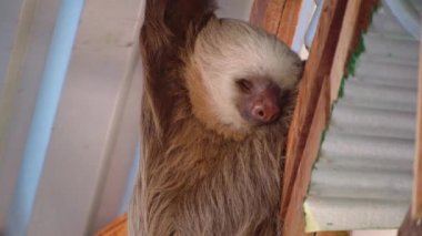 Tembel hayvan barınağın çatısında asılı uyuyor. Yavaş ve tembel hayvan. Vahşi doğada, Kosta Rika 'da hayvanları izlemek.