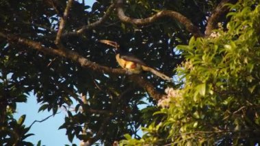 Altın saatinde ağaç tacında lahanalı Aracari. Uzun gagalı tropik bir kuş. Vahşi doğada, Kosta Rika 'da hayvanları izlemek.